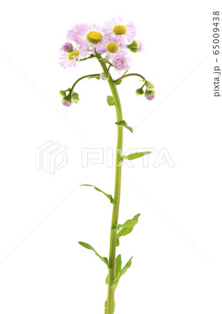 ハルジオン 65009438