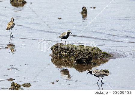 ムナグロ 65009452