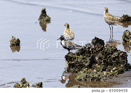 ムナグロ 65009456