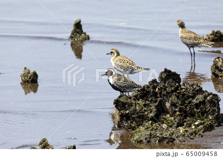 ムナグロ 65009458