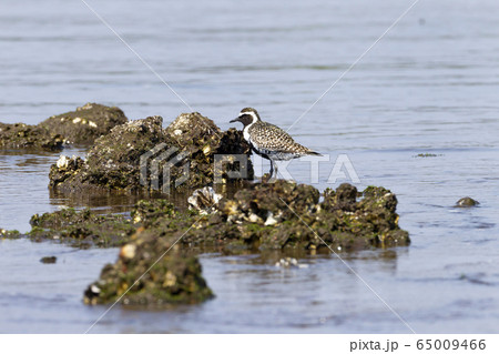 ムナグロ 65009466