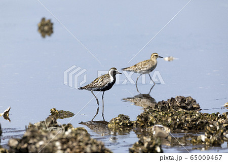 ムナグロ 65009467