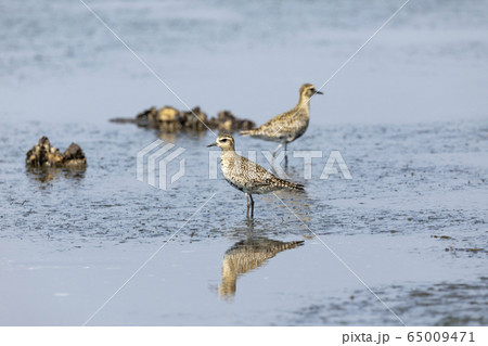 ムナグロ 65009471