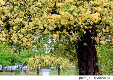 バラの花 65009618