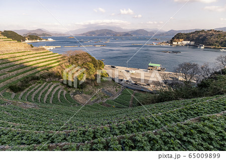 遊子水荷浦の段畑 65009899