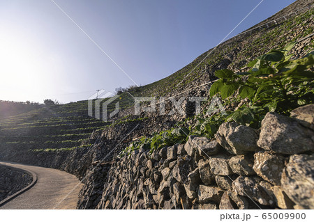 遊子水荷浦の段畑 65009900