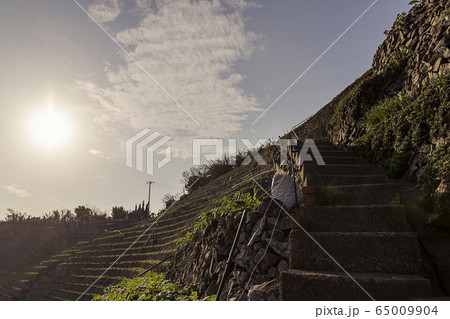 遊子水荷浦の段畑 65009904