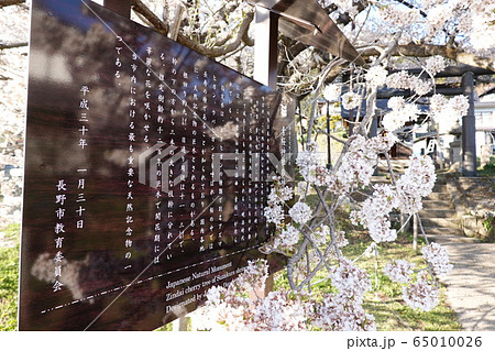 素桜神社の神代桜 素桜神社の神代桜 65010026