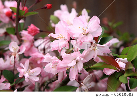 春の庭に咲く花「花海棠」 春の庭に咲く花「花海棠」 65010083