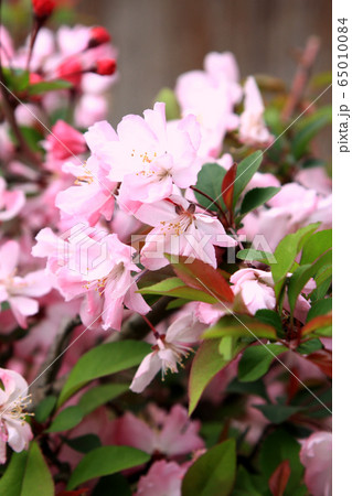 春の庭に咲く花「花海棠」 65010084