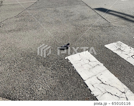 ハト ハト 65010116