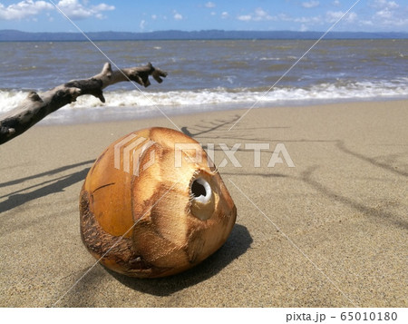 ドミニカ共和国のビーチとココナッツ The Beach and A Coconut 65010180
