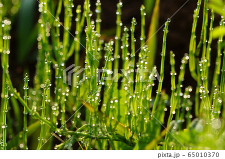 5月　稲城42ｽｷﾞﾅ･ﾄｸｻ科･杉菜 65010370