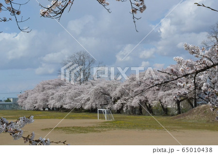 弘前大学教育学部付属小学校の校庭を取り巻く満開の桜 65010438