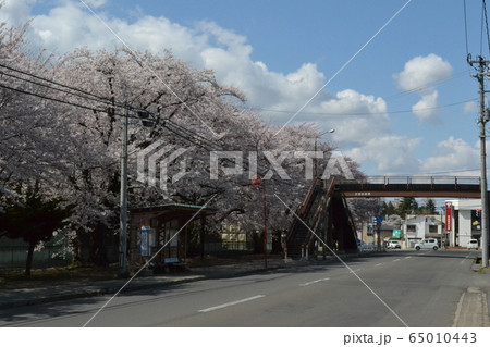 弘前市内の満開の桜並木 弘前市内の満開の桜並木 65010443