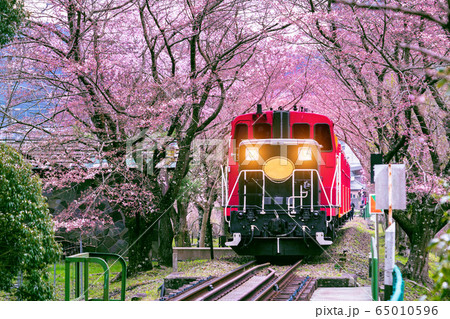 Romantic train runs through tunnel of cherry blossoms in Kyoto, Japan. 65010596
