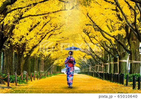 Beautiful girl wearing japanese traditional kimono at row of yellow ginkgo tree in autumn. Autumn park in Tokyo, Japan. Beautiful girl wearing japanese traditional kimono at row of yellow ginkgo tree in autumn. Autumn park in Tokyo, Japan. 65010640