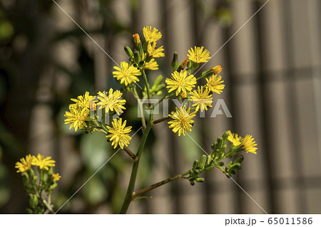 黄色い小さな花 オニタビラコの写真素材