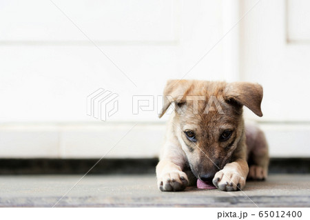 白いドアの前に伏せている茶色い子犬の写真素材