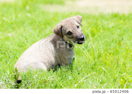 緑の原っぱに座っている茶色い子犬 緑の原っぱに座っている茶色い子犬 65012406