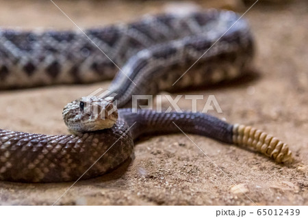 Rattlesnake, Crotalus atrox. Western Diamondback. Dangerous snake. 65012439