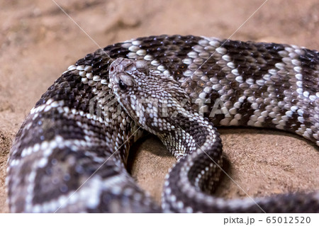 Rattlesnake, Crotalus atrox. Western Diamondback. Dangerous snake. 65012520