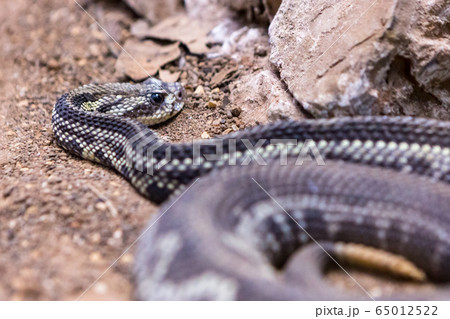 Rattlesnake, Crotalus atrox. Western Diamondback. Dangerous snake. 65012522
