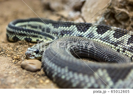 Rattlesnake, Crotalus atrox. Western Diamondback. Dangerous snake. Rattlesnake, Crotalus atrox. Western Diamondback. Dangerous snake. 65012605