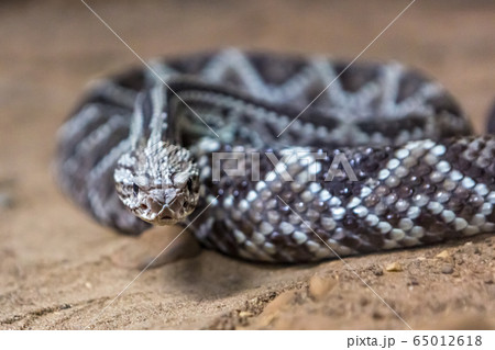 Rattlesnake, Crotalus atrox. Western Diamondback. Dangerous snake. 65012618