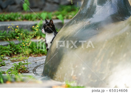 猫 動物 ペット 65014606
