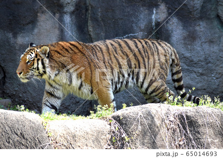 アムールトラ 65014693