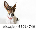Parson russell terrier dog with erect ears. 65014749
