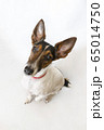 Parson russell terrier dog with erect ears. 65014750