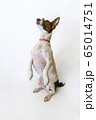 Dog Parson Russell Terrier stands on its hind legs. Studio shot 65014751