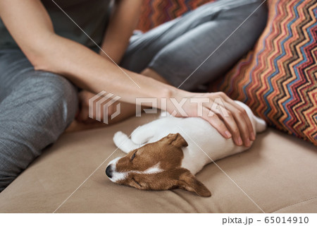 Woman petting jack russel terrier puppy dog on the Woman petting jack russel terrier puppy dog on the 65014910