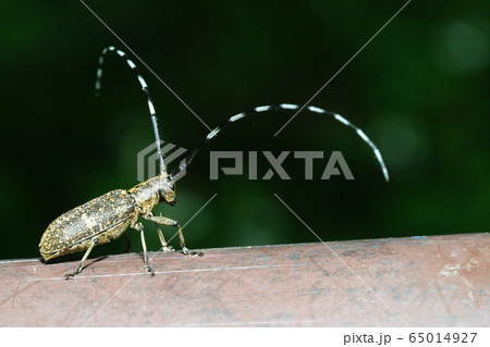 ヒメヒゲナガカミキリ ヒメヒゲナガカミキリ 65014927