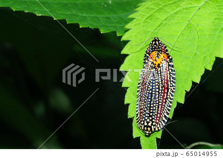 ビロードハマキ（交尾中） 65014955