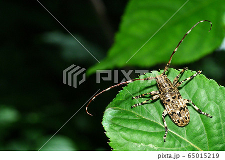 ナガゴマフカミキリ ナガゴマフカミキリ 65015219