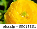Yellow Ranunculus Asiaticus, Closeup. Macro Flowers, selective focus. Persian buttercup. 65015861