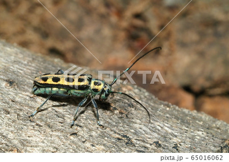 フチグロヤツボシカミキリ 65016062