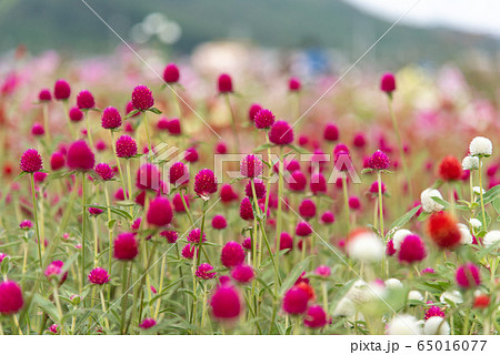 イチゴのような花 ストロベリーフィールズの写真素材