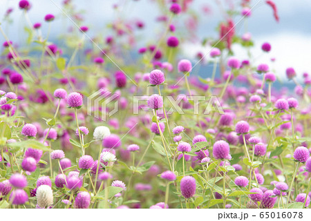 イチゴみたいな花 ストロベリーフィールズの写真素材