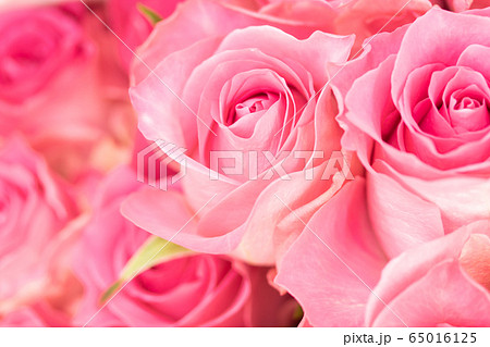 ピンクのばら ピンクのばら 65016125