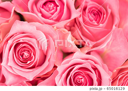 ピンクのばら 65016129