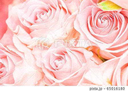 ペールピンクのばら 65016180