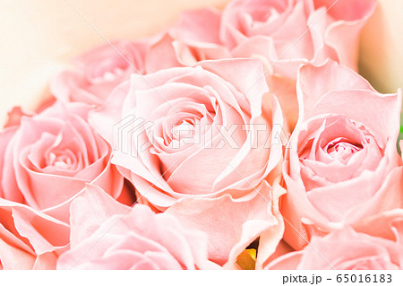 ペールピンクのばら ペールピンクのばら 65016183