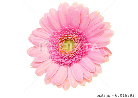 【ガーベラ】 (深度合成) 65016593