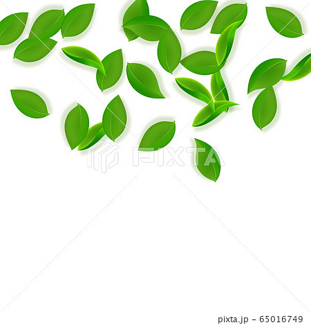 Falling green leaves. Fresh tea neat leaves flying 65016749