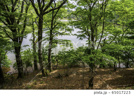 （静岡県）天城の八丁池 65017223