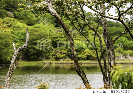 （静岡県）天城の八丁池 65017230